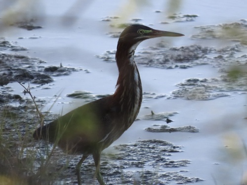 Green Heron