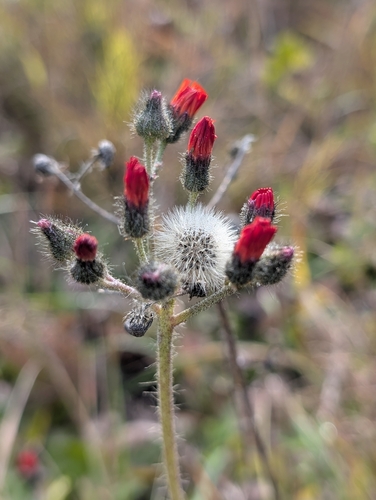 orange hawkweed