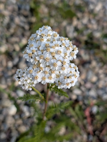 common yarrow