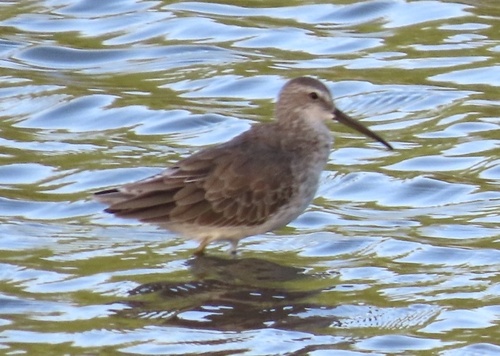 Stilt Sandpiper