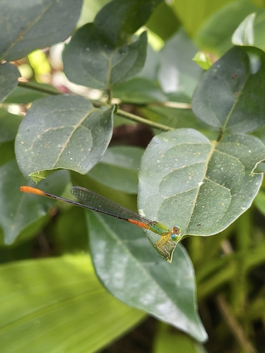 Orange-tailed Marsh Dart