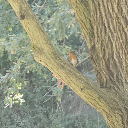 Eurasian Robin