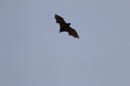 Straw-coloured Fruit Bat