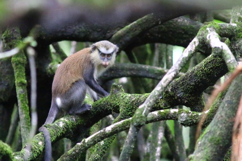 Mona Monkey