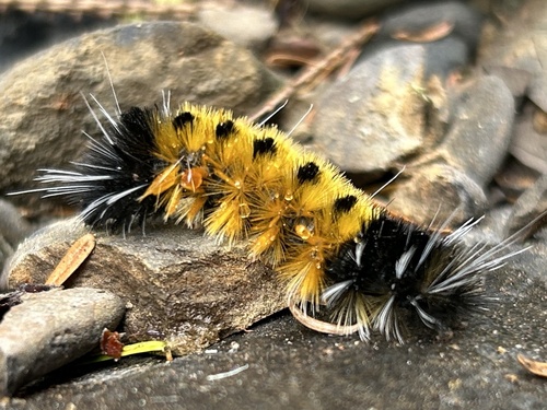 Spotted Tussock Moth