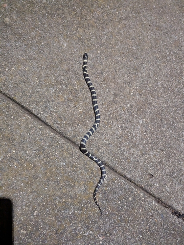 California King Snake observed by sabine_in_cali