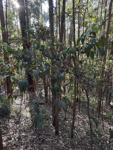 scrub turpentine