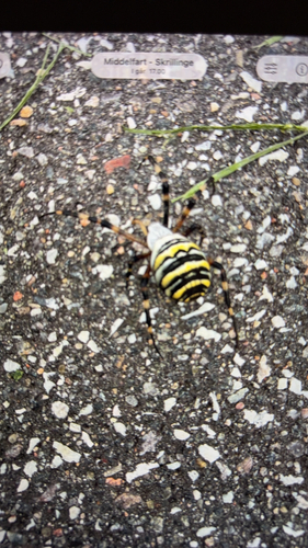 Wasp Spider