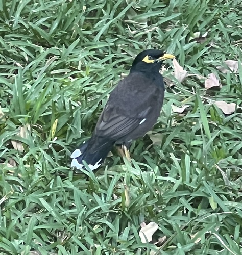 Common Myna