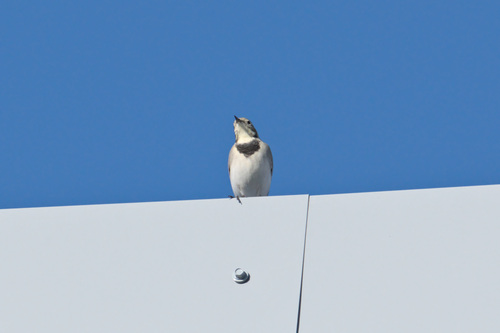 White Wagtail