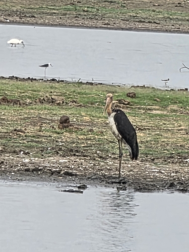 Lesser Adjutant