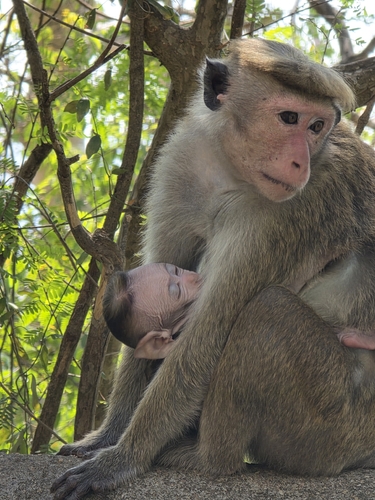 Dry Zone Toque Macaque