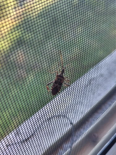 Western Conifer Seed Bug