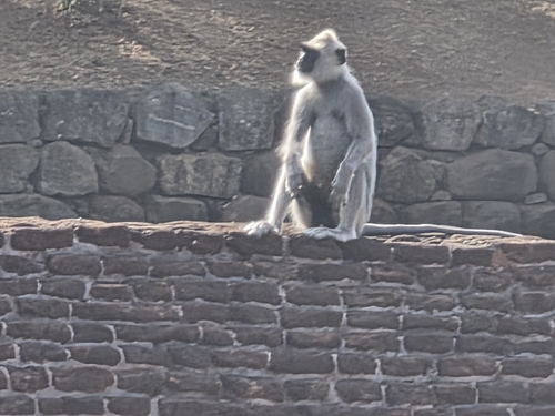 Sri Lankan Grey Langur