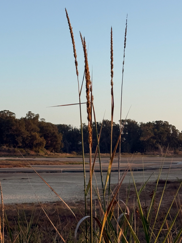iNaturalist observation photo of giant wild rye