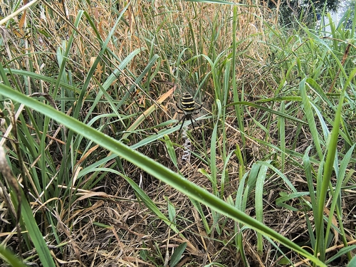 Wasp Spider