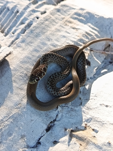 Balkan Whip Snake