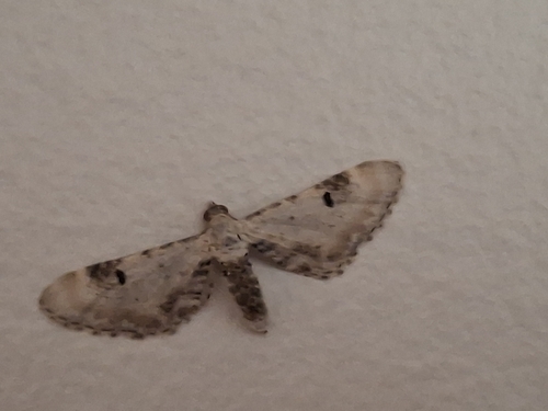 Lime-speck Pug