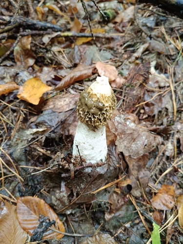 common stinkhorn