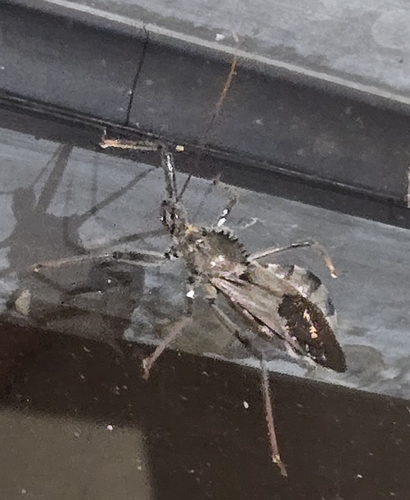 North American Wheel Bug
