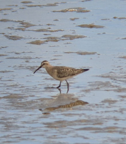 Curlew Sandpiper