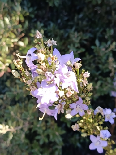 Chimney Bellflower