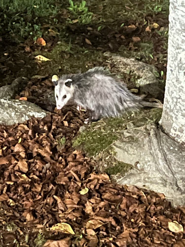 Virginia Opossum observed by niqqmat
