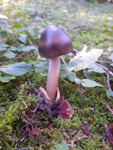 Umber-zoned Ringless Amanita