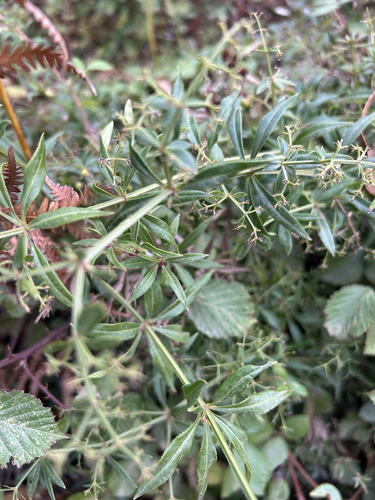 Wild Madder