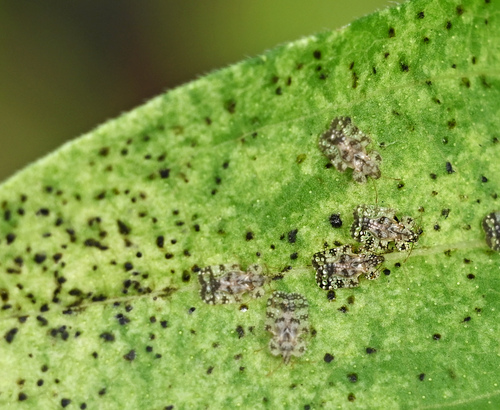 Chrysanthemum Lace Bug