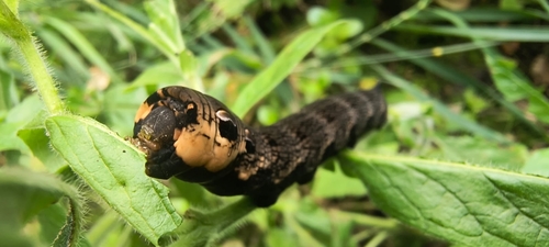 Elephant Hawkmoth