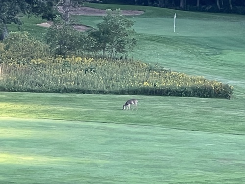 White-tailed Deer