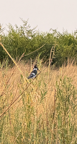 Pied Kingfisher