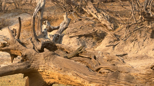 Nile Monitor