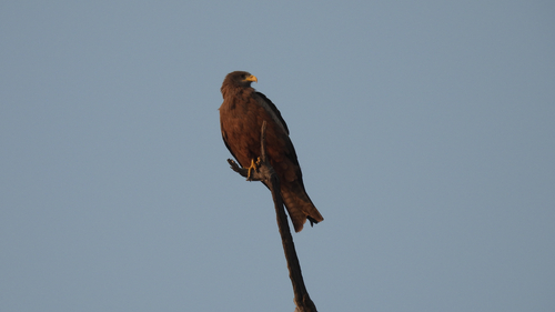 Yellow-billed Kite