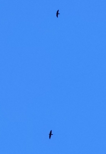Common Raven