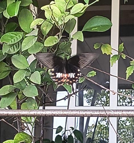 Common Mormon Swallowtail