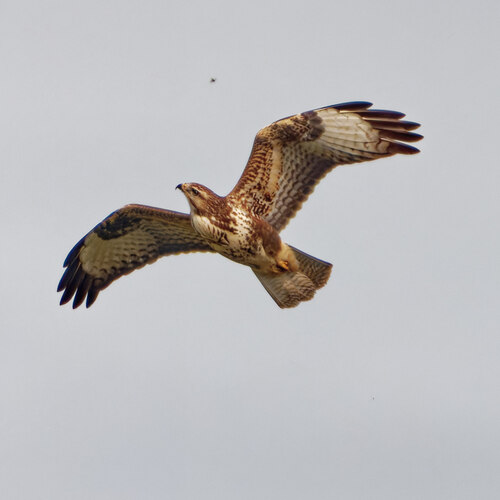 Common Buzzard