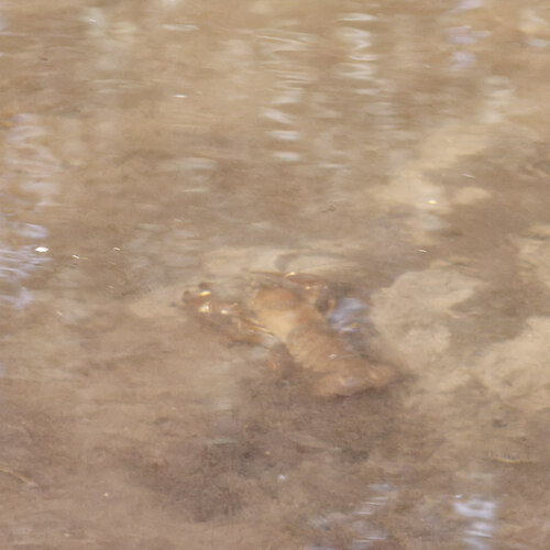Signal Crayfish