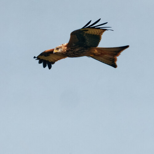 Red Kite