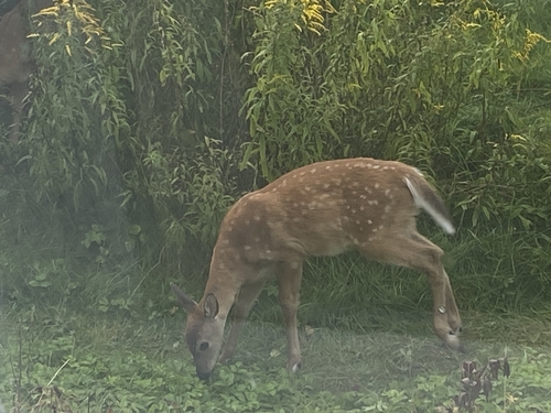 White-tailed Deer