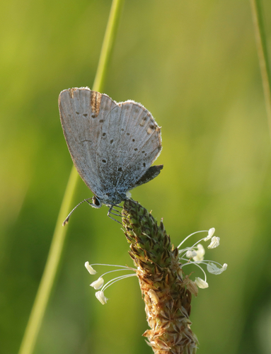 Short-tailed Blue