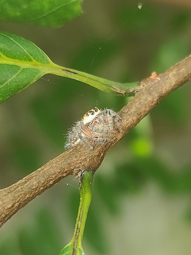 Heavy-bodied Jumper