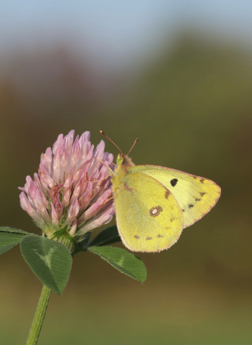 Pale Clouded Yellow