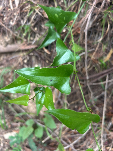 Rough Bindweed