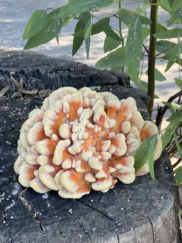 chicken of the woods