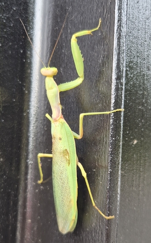 Transcaucasian Giant Mantis