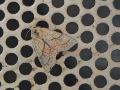 Orange Sallow