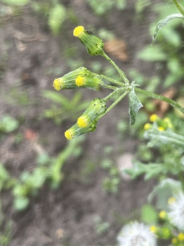 common groundsel