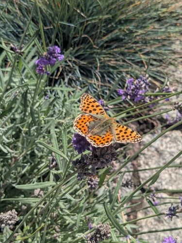 Queen of Spain Fritillary
